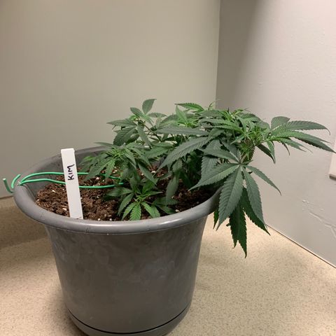 Kim growlog timeline photo