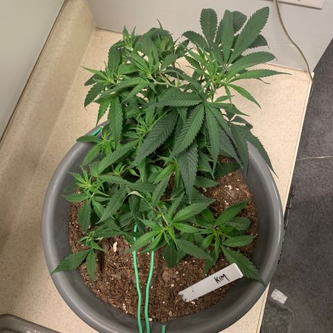 Kim growlog timeline photo