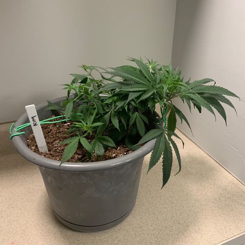 Kim growlog timeline photo