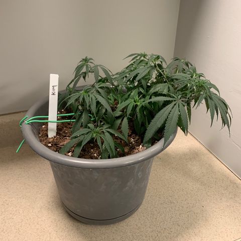 Kim growlog timeline photo