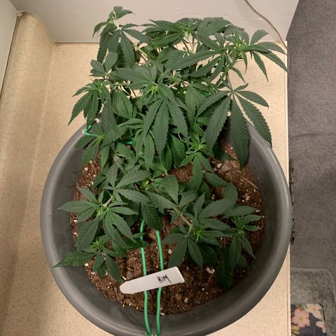 Kim growlog timeline photo