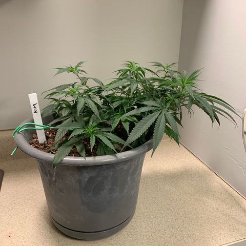 Kim growlog timeline photo