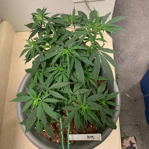 Kim growlog timeline photo
