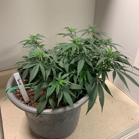 Kim growlog timeline photo