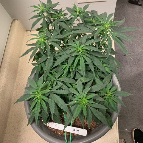 Kim growlog timeline photo