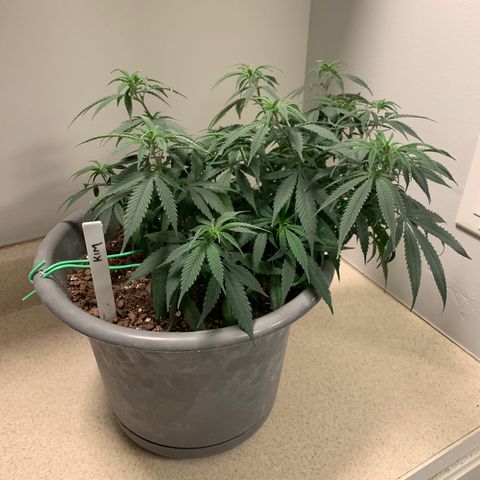 Kim growlog timeline photo