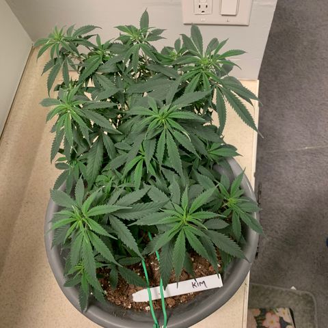 Kim growlog timeline photo