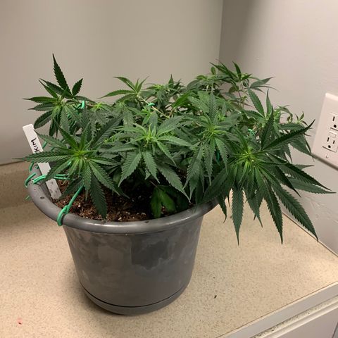 Kim growlog timeline photo