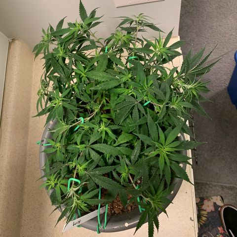 Kim growlog timeline photo