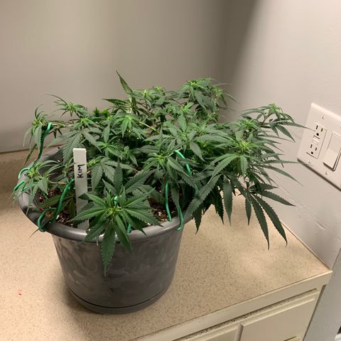 Kim growlog timeline photo