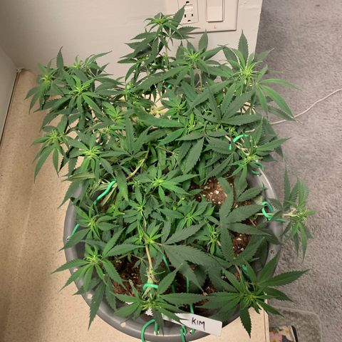 Kim growlog timeline photo