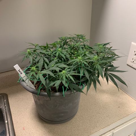 Kim growlog timeline photo