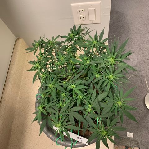 Kim growlog timeline photo