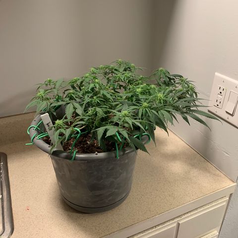 Kim growlog timeline photo