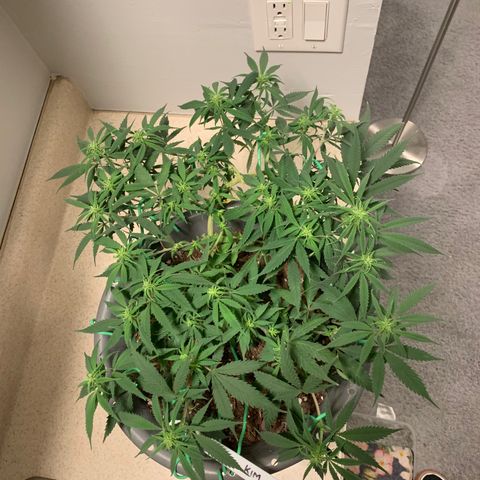 Kim growlog timeline photo