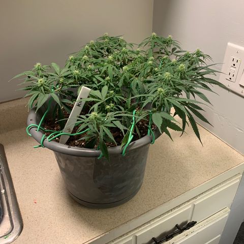 Kim growlog timeline photo