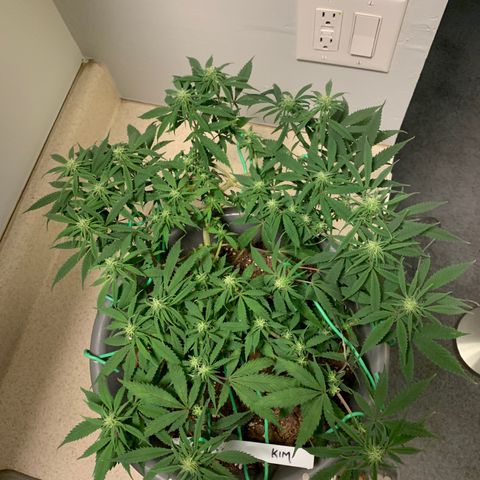 Kim growlog timeline photo