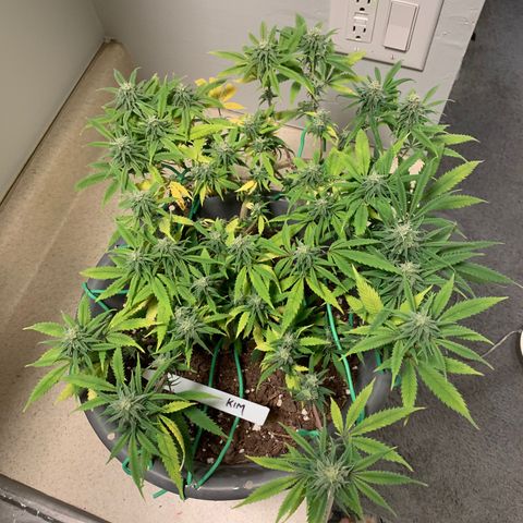 Kim growlog timeline photo
