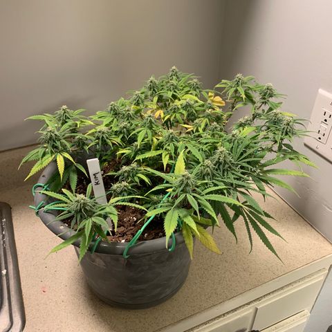 Kim growlog timeline photo