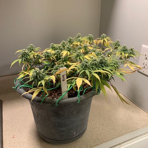 Kim growlog timeline photo