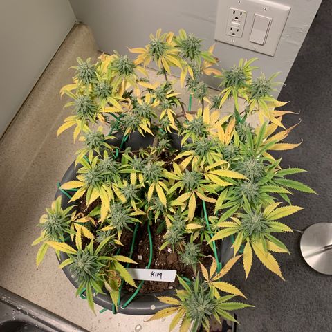 Kim growlog timeline photo