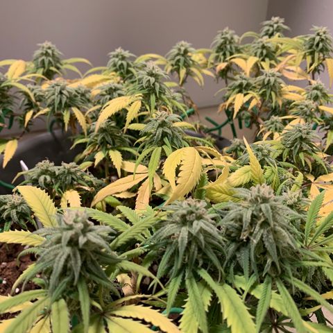 Kim growlog timeline photo