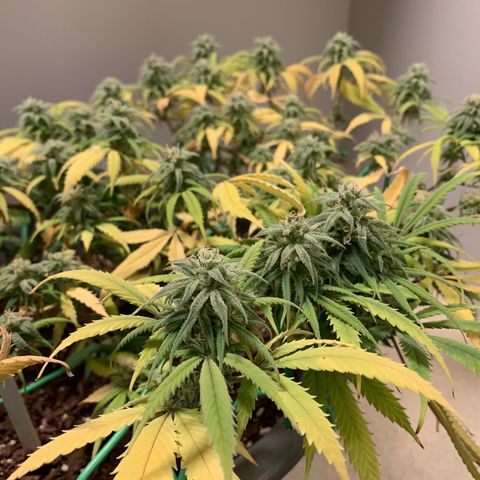 Kim growlog timeline photo