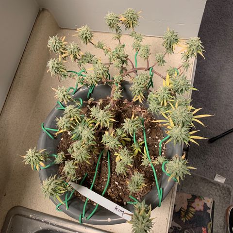 Kim growlog timeline photo
