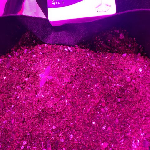 Choco Cookies growlog photo: 1 semana