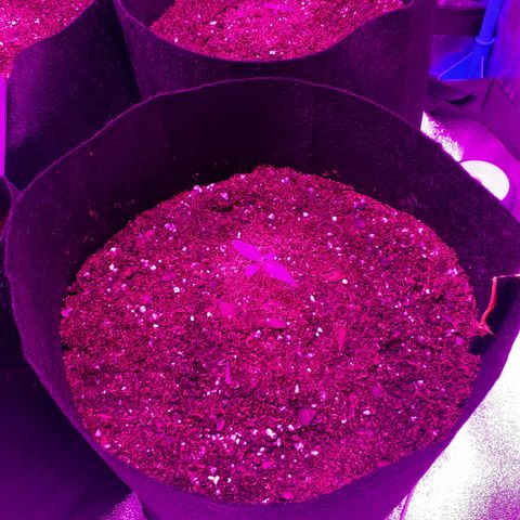 Choco Cookies growlog photo: 1 semana