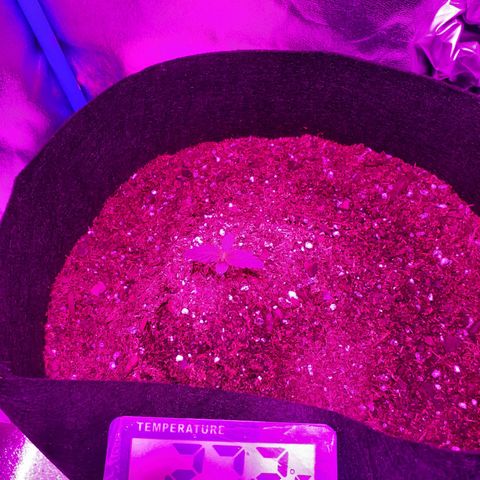 Choco Cookies growlog photo: 1 semana