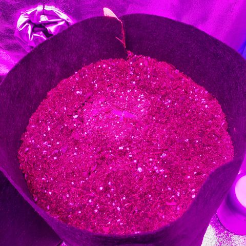 Choco Cookies growlog photo: 1 semana