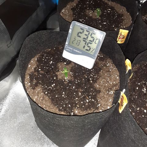 Choco Cookies growlog timeline photo