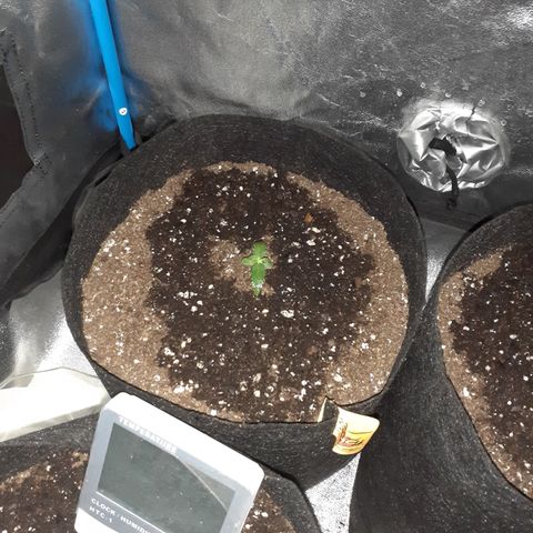 Choco Cookies growlog timeline photo
