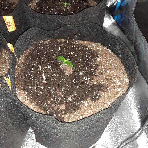 Choco Cookies growlog timeline photo