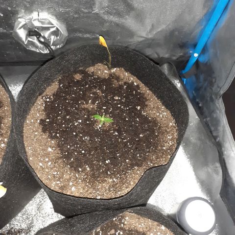 Choco Cookies growlog timeline photo