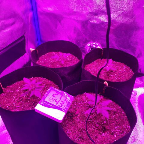 Choco Cookies growlog timeline photo