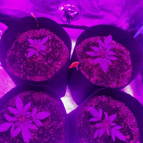 Choco Cookies growlog timeline photo