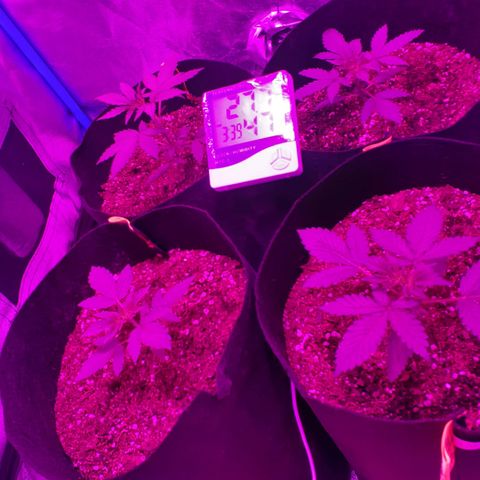 Choco Cookies growlog timeline photo