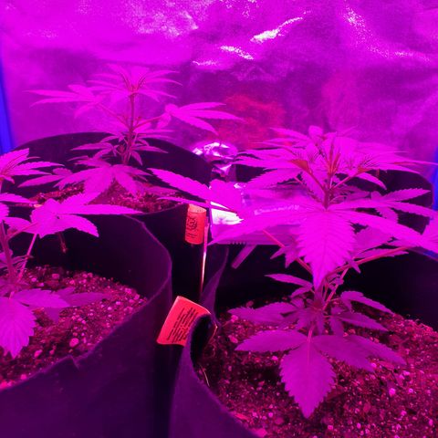 Choco Cookies growlog timeline photo