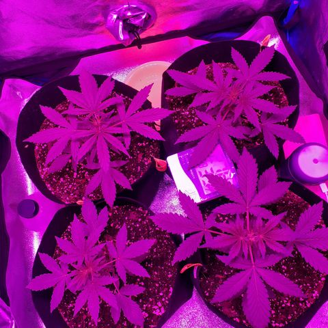Choco Cookies growlog timeline photo