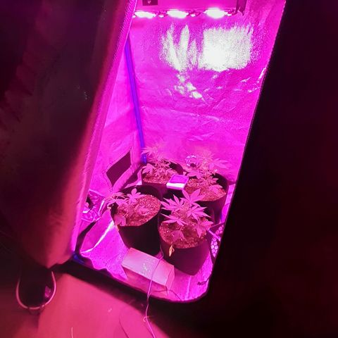 Choco Cookies growlog timeline photo