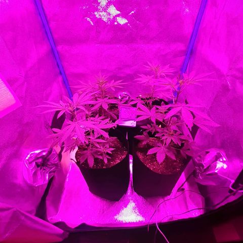 Choco Cookies growlog timeline photo