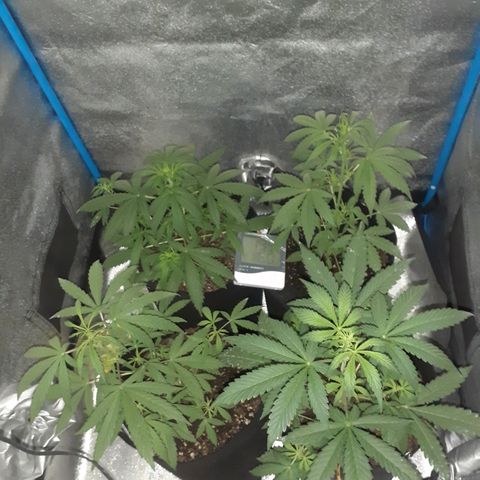 Choco Cookies growlog timeline photo