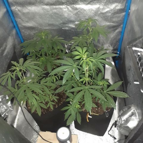 Choco Cookies growlog timeline photo