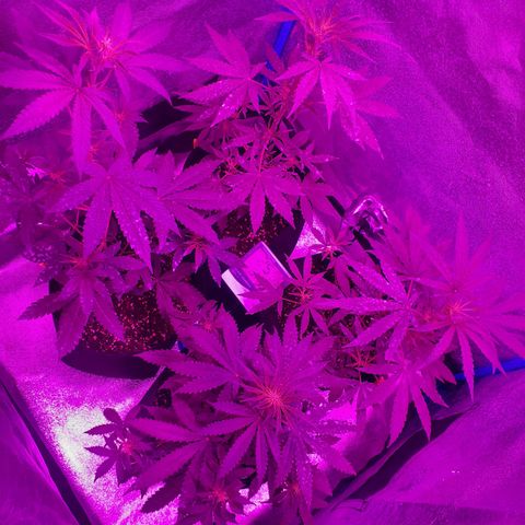 Choco Cookies growlog timeline photo