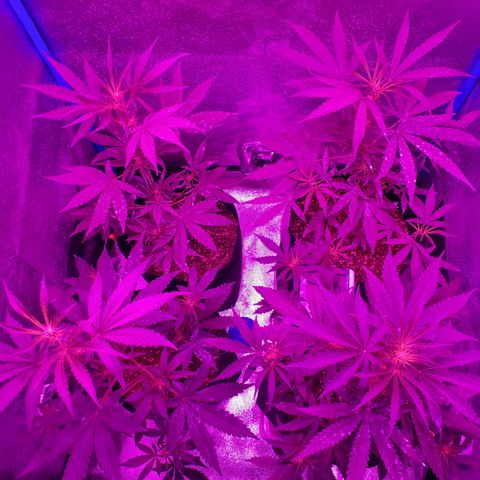 Choco Cookies growlog timeline photo