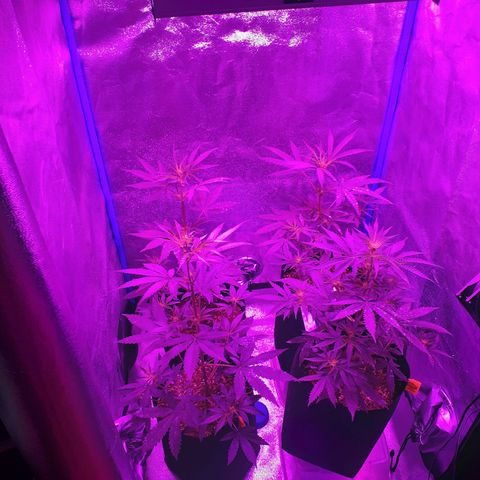 Choco Cookies growlog timeline photo