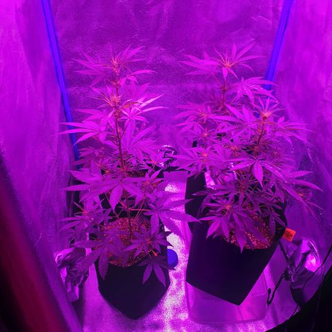 Choco Cookies growlog timeline photo