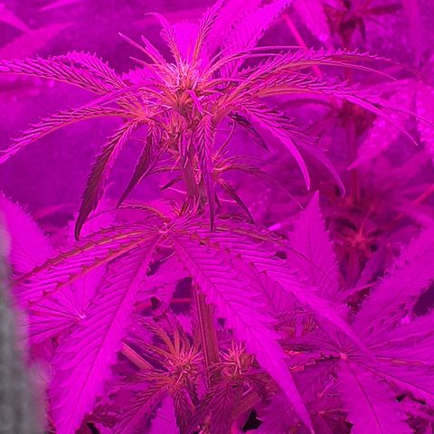 Choco Cookies growlog photo: Despertando 
